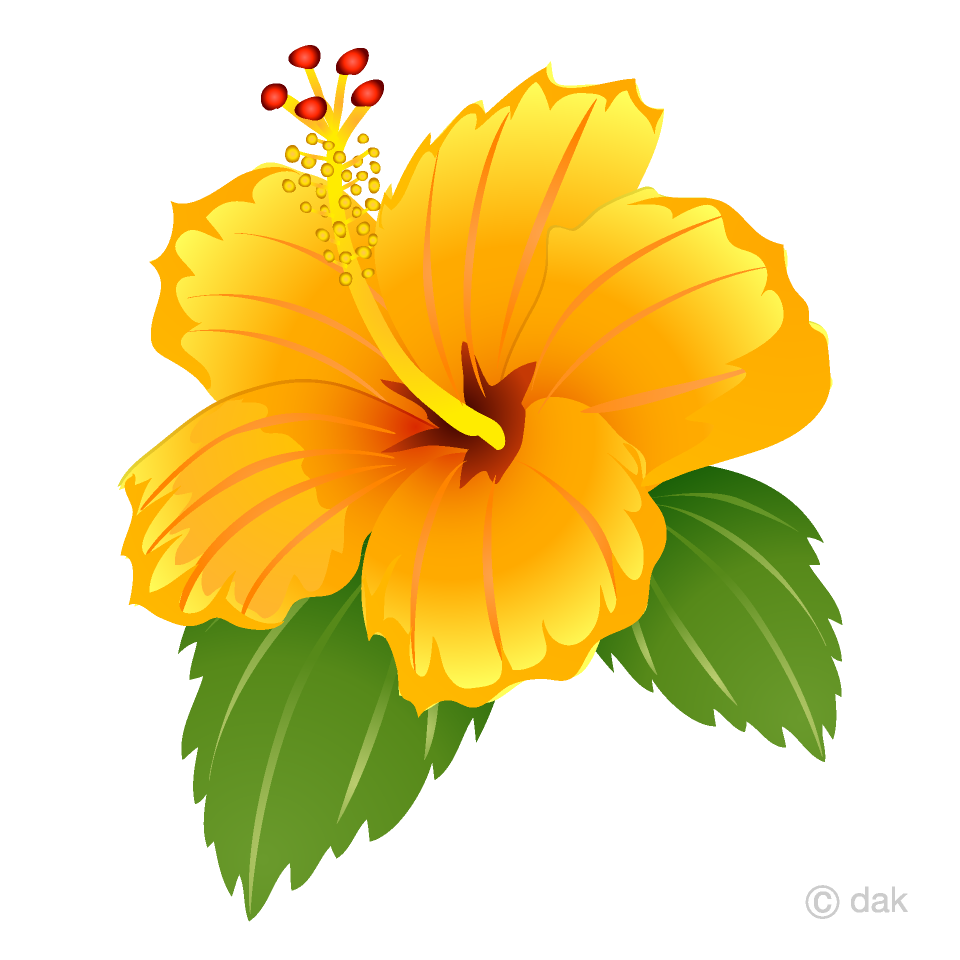 Free Yellow Hibiscus Clipart Image｜Illustoon.