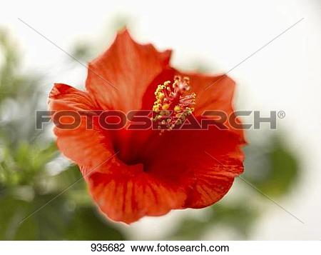 Stock Photo of A red hibiscus flower (Hibiscus rosa.