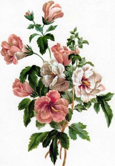 Rose of sharon clipart.