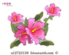 Hibiscus syriacus Illustrations and Clip Art. 13 hibiscus syriacus.