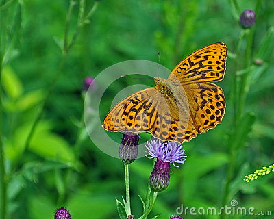 Butterfly The High Brown Fritillary, Argynnis Adippe In Macro.