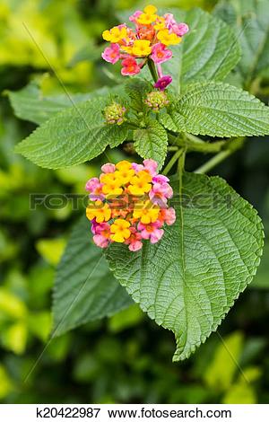 Picture of Colorful flower of Lantana, montevidensis, verbena.