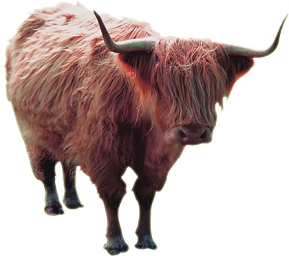 Highland cattle clipart.