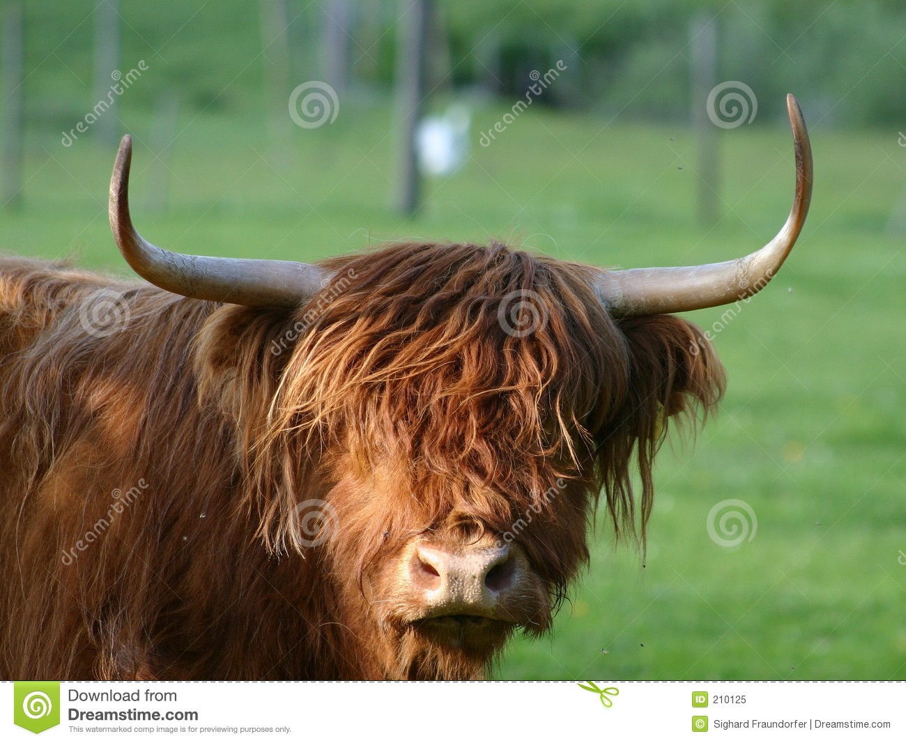 Scottish Highland Cattle Royalty Free Stock Photo.