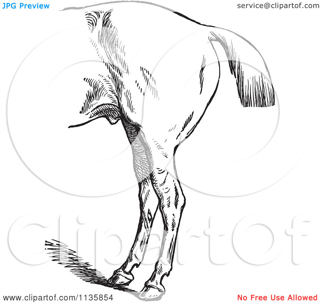 Clipart Of A Retro Vintage Engraved Horse Anatomy Of Bad Hind.