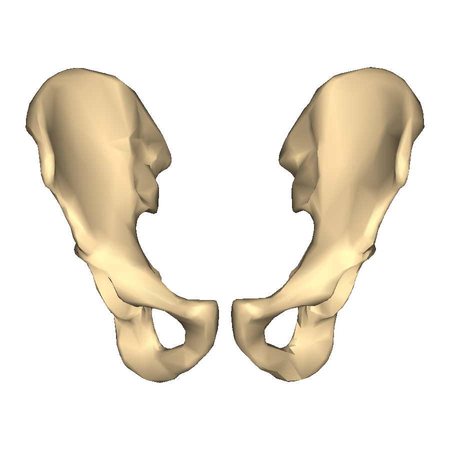 Таз кости. Тазовая кость анатомия человека. Тазовая кость скелет. Костный таз. Тазовая кость вид спереди.