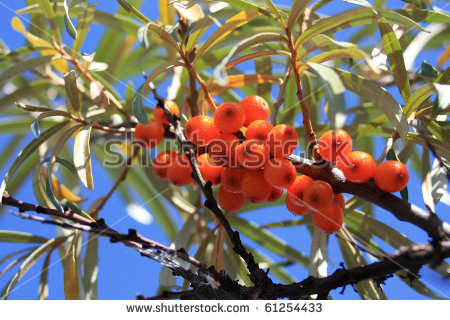 Branches Of Sea Buckthorn With Juicy Berries (Also Known As.