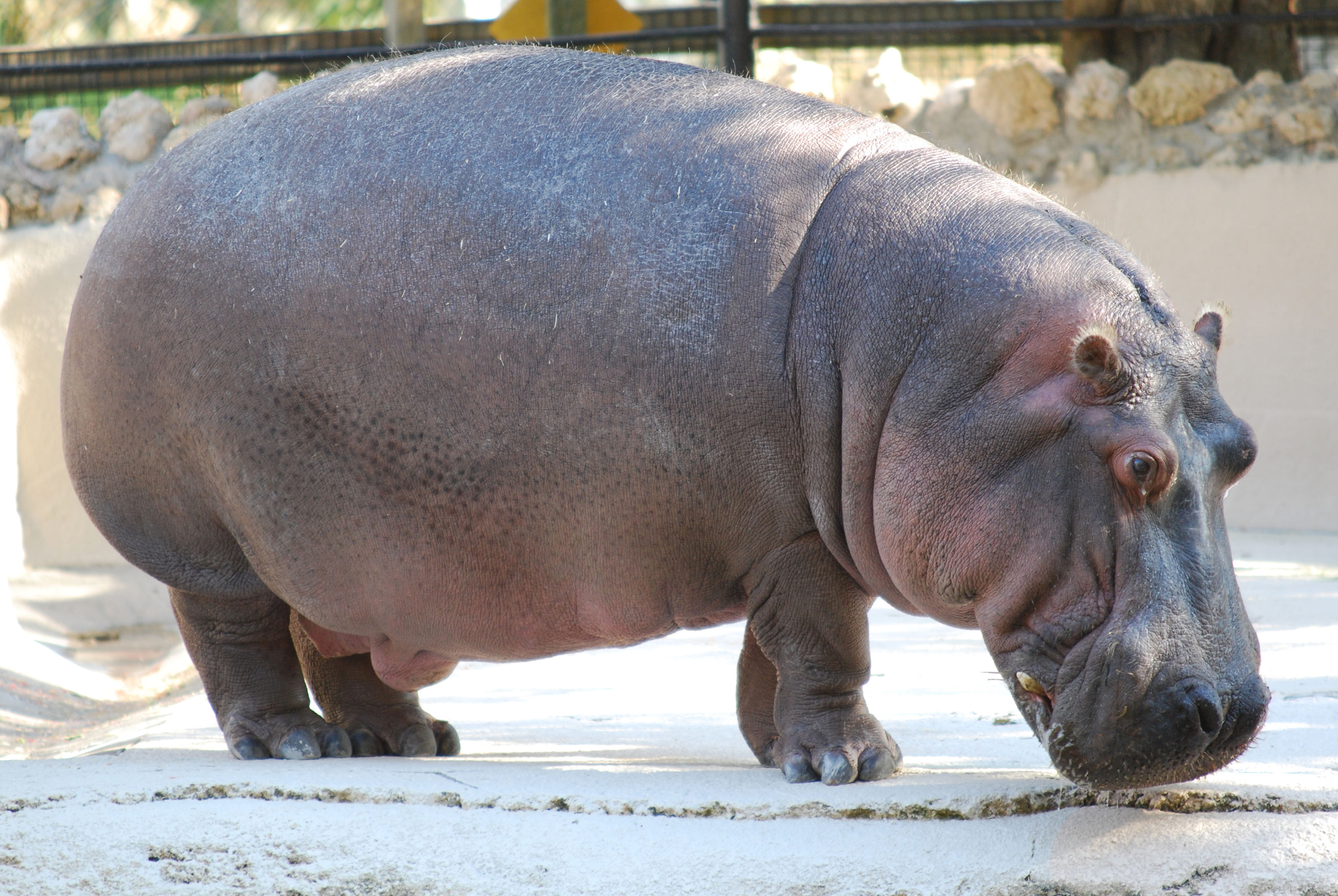 Interpretation of a dream in which you saw «Hippopotamus».