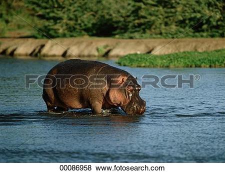 Pictures of Hippopotamus, Hippopotamus amphibius, Juniors.