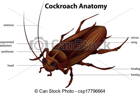 Hissing Cockroach Clipart.
