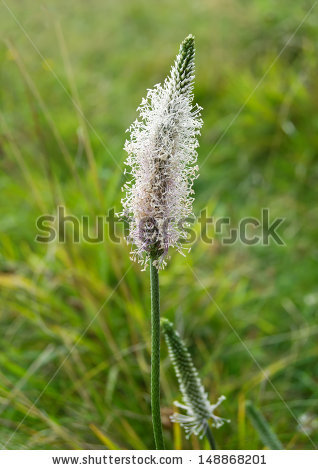 Hoary Plantain Stock Photos, Images, & Pictures.