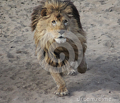 Jungle Lion Running Stock Photos, Images, & Pictures.