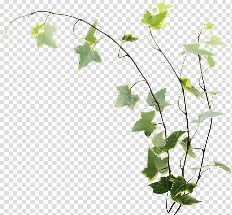 holiday ivy clipart 10 free Cliparts | Download images on Clipground 2023