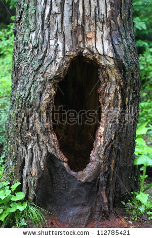 Hollow Tree Trunk Stock Images, Royalty.