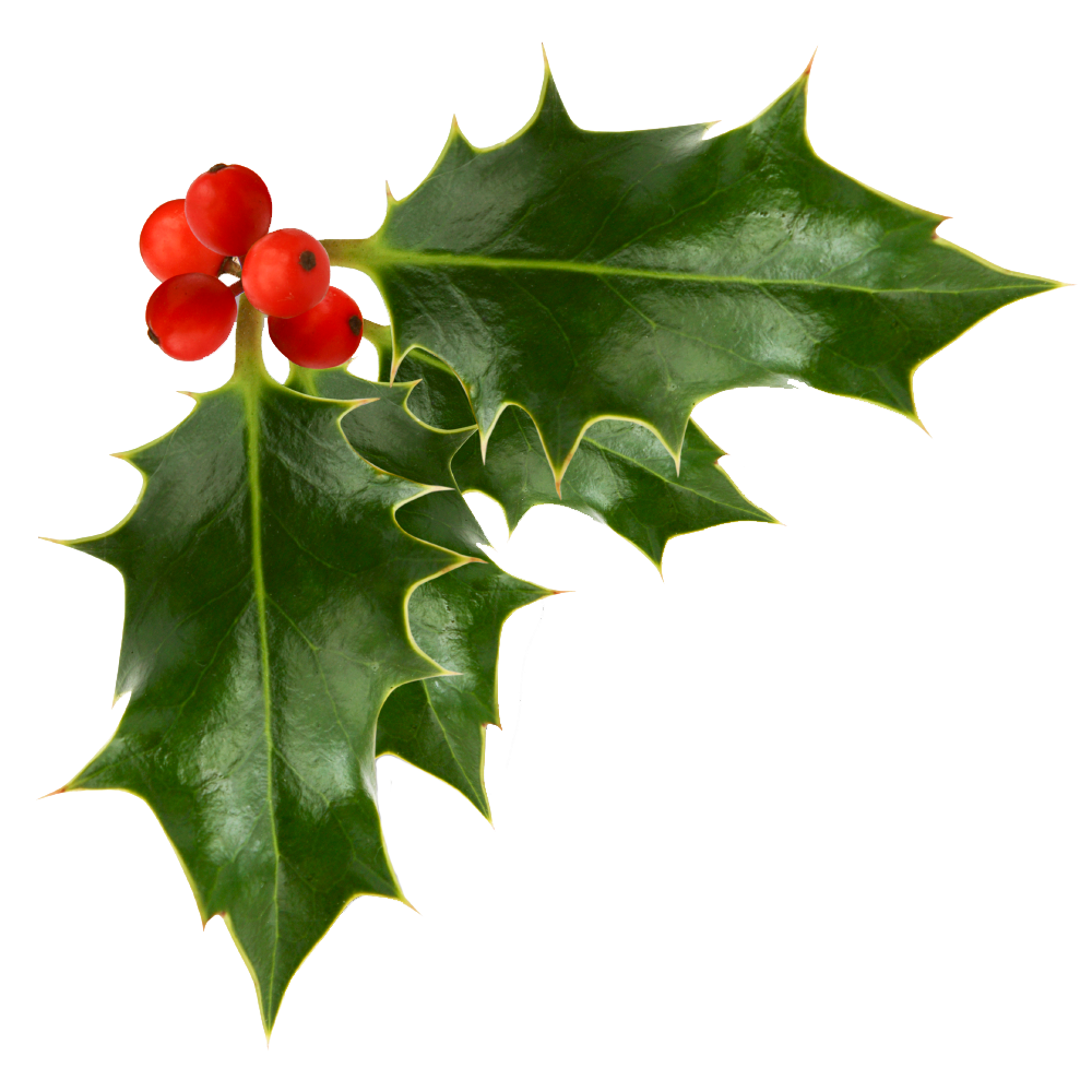 holly-berry-png-10-free-cliparts-download-images-on-clipground-2024