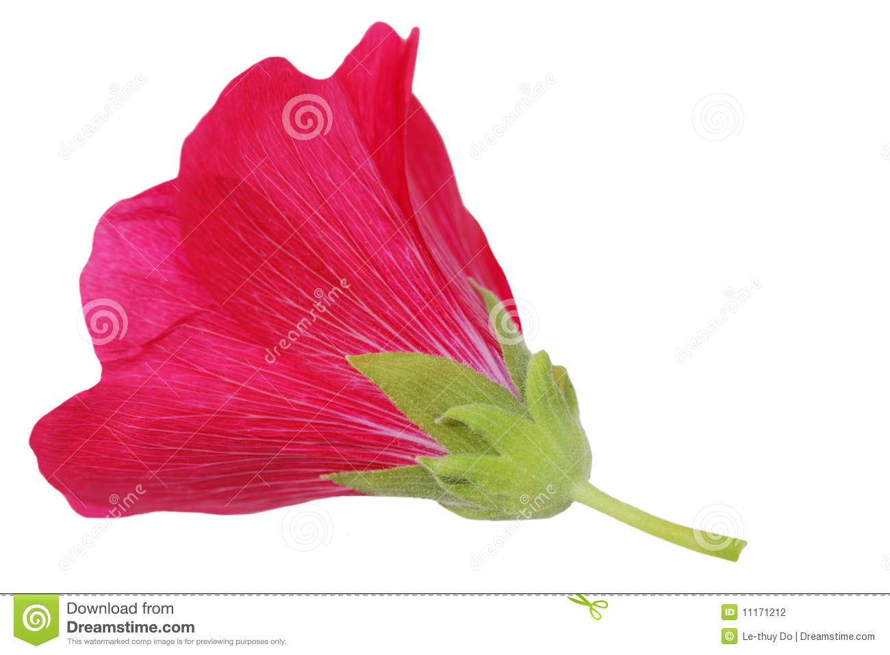 Hollyhock Flowers Clipart.