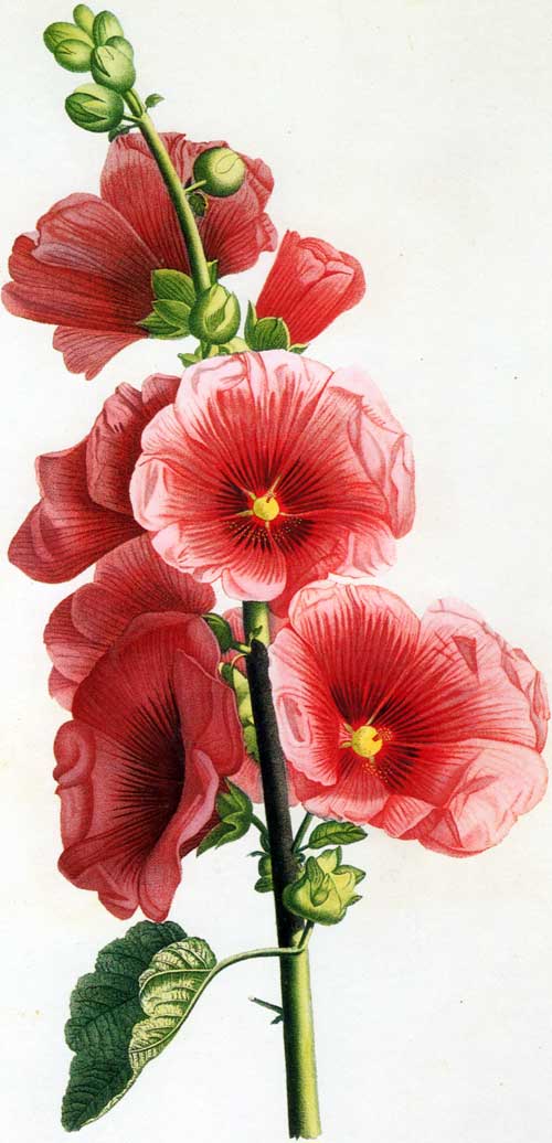 Hollyhocks clipart 20 free Cliparts Download images on Clipground 2023