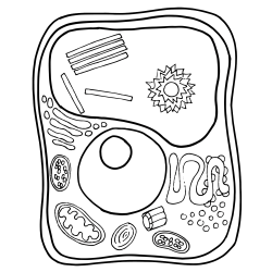 Cell clipart plant cell, Picture #336987 cell clipart plant cell.
