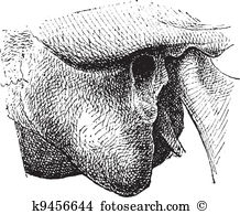 Hominidae Clipart Vector Graphics. 19 hominidae EPS clip art.