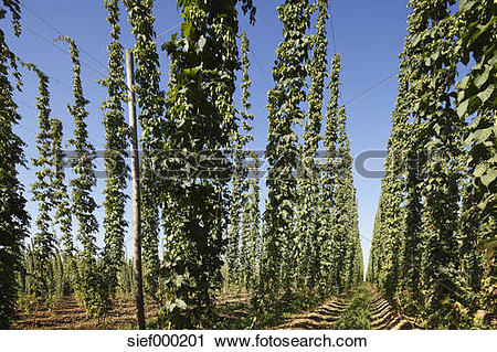 Stock Photography of Germany, Upper Bavaria, View of hop garden.