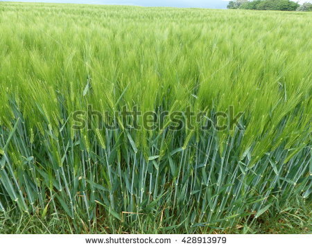 Hordeum vulgare clipart 20 free Cliparts | Download images on ...