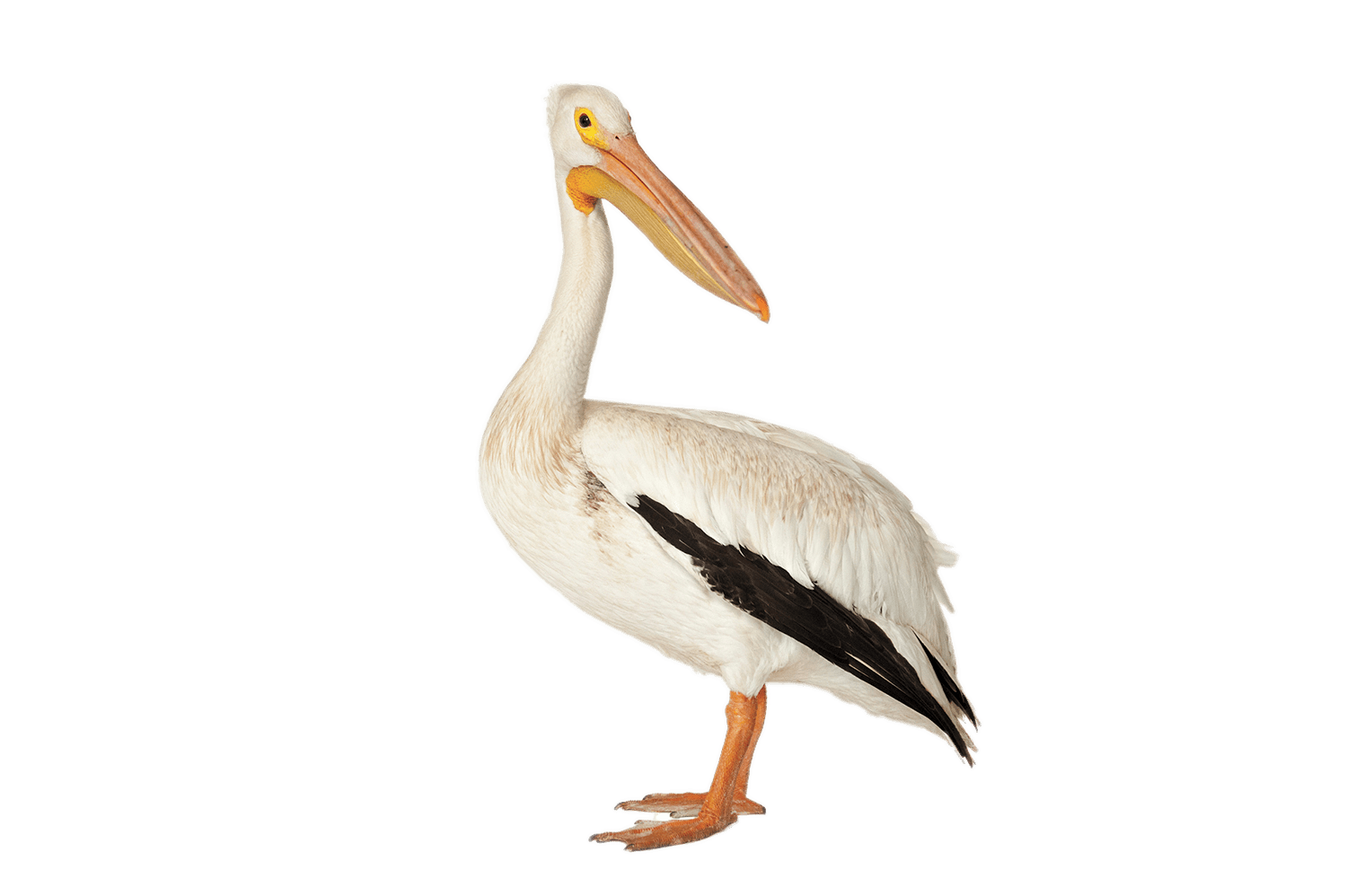 Bird Brown pelican American white pelican Deepwater Horizon.