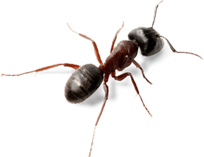 Download Hormiga Png PNG Image with No Background.