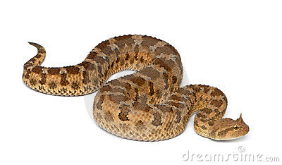 Horned viper clipart 20 free Cliparts | Download images on Clipground 2023