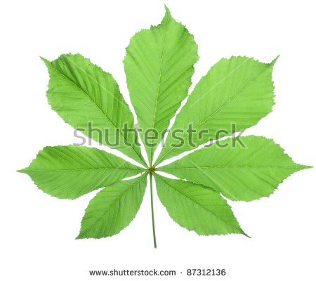 Horse chestnut leaves clipart 20 free Cliparts | Download images on ...