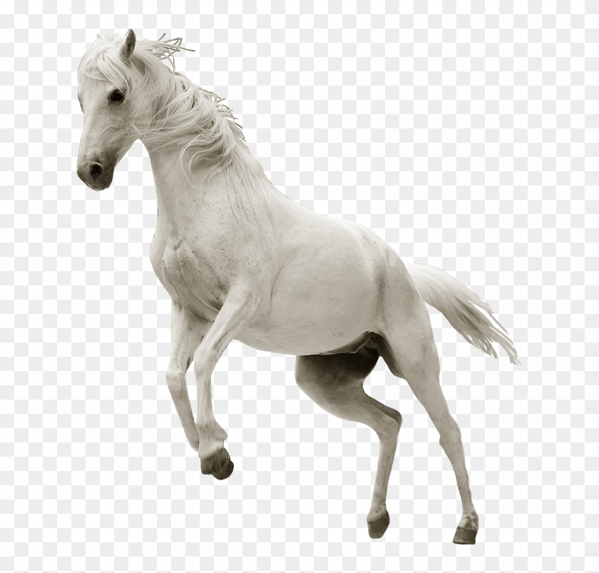 ftesticker #horse #whitehorse #run #running #animals.