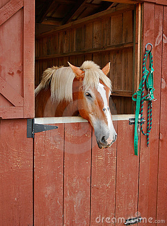 Horse In Stall Stock Photo.