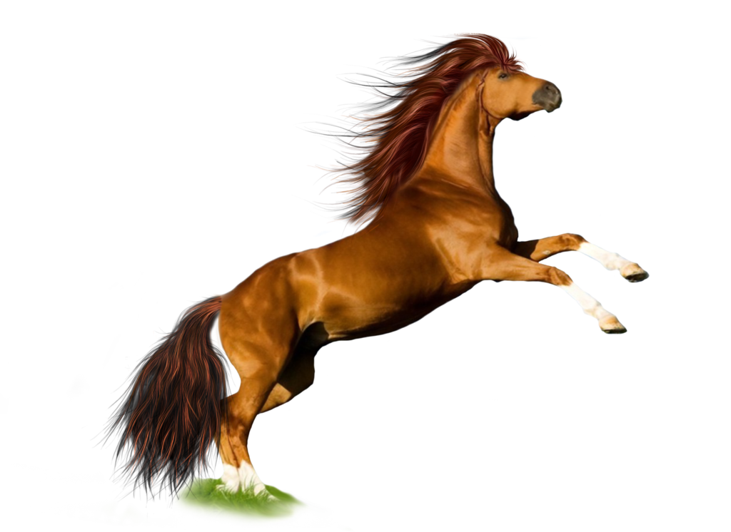 Horse png image, free download picture.
