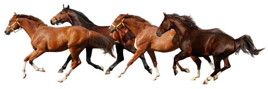 Running Horses PNG Transparent Image #1.