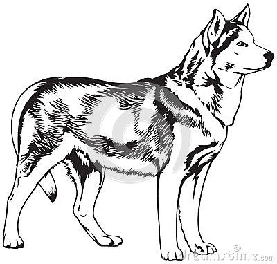 Husky Clip Art & Husky Clip Art Clip Art Images.