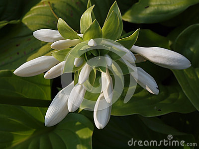 Hosta Flower Buds Stock Images.