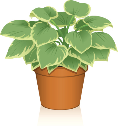 Hosta clipart 20 free Cliparts | Download images on Clipground 2024