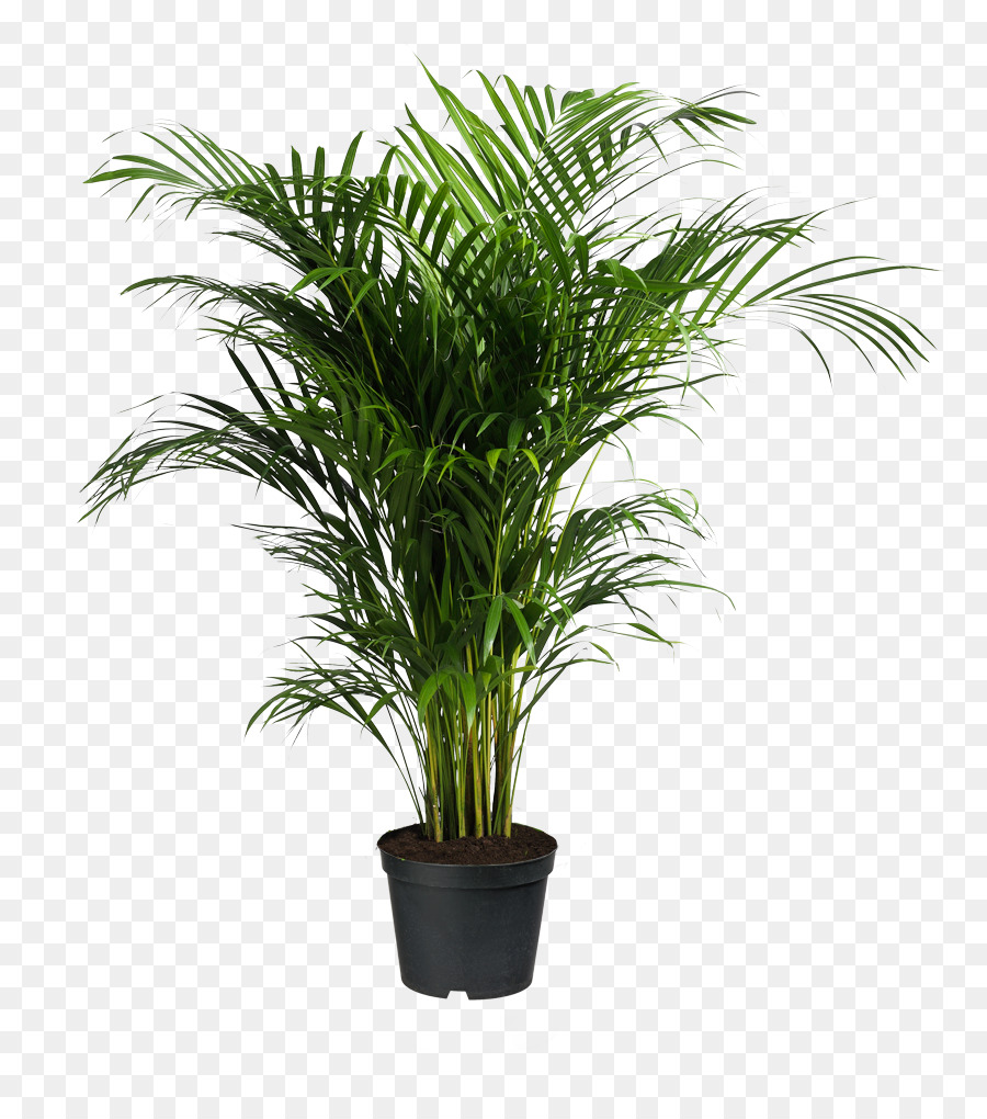 Potted Plants Png & Free Potted Plants.png Transparent Images #30033.