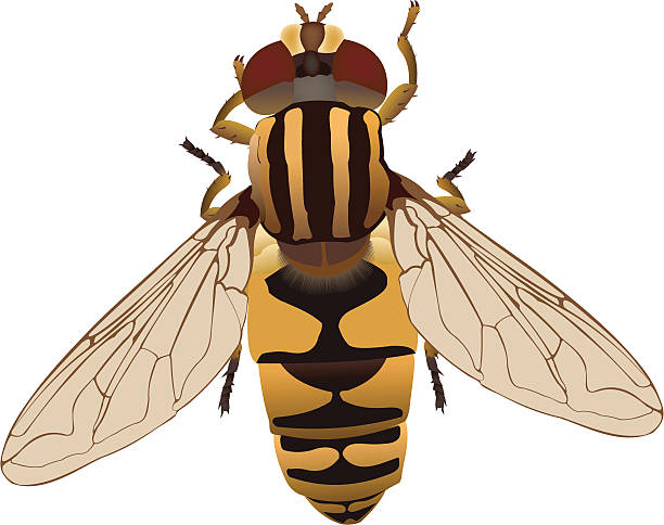 Hover Fly Clip Art, Vector Images & Illustrations.
