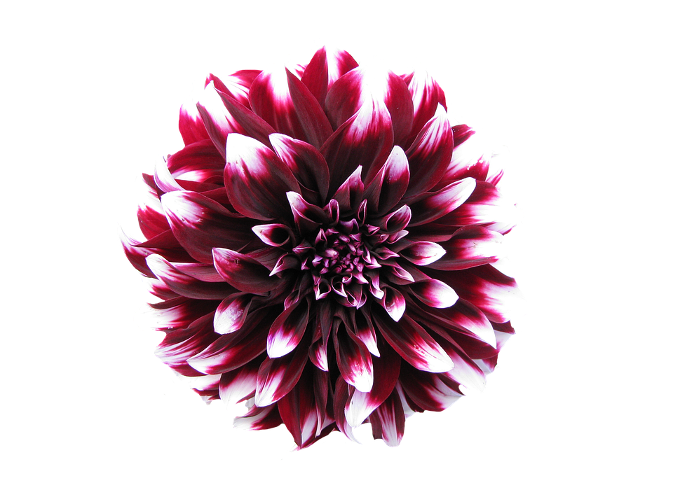 Free collection of Png transparent background flower. Download.