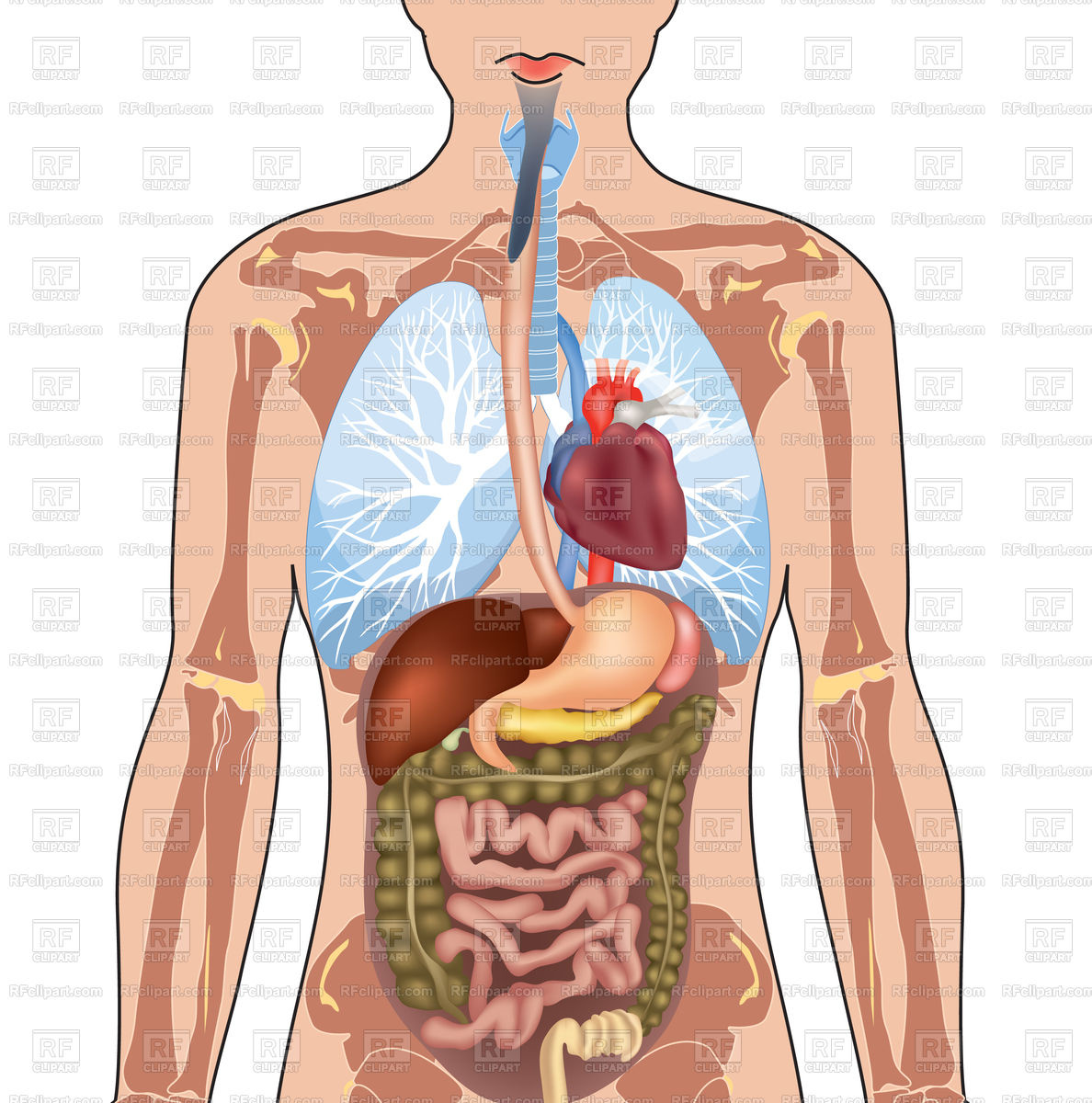 human body illustration free download