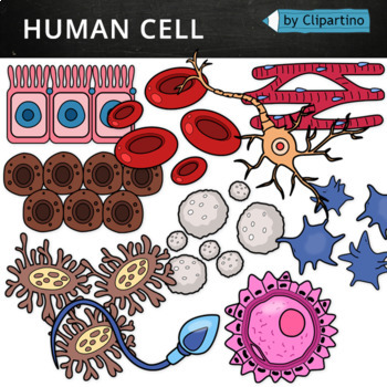 Human Cells Clipart.