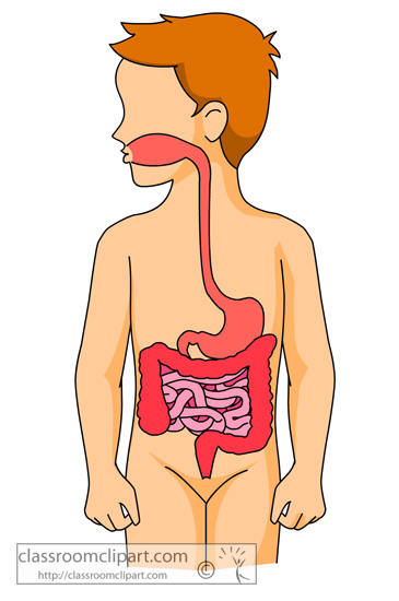 Human Digestive System Clip Art.