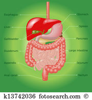 Digestive system Illustrations and Clip Art. 6,698 digestive.