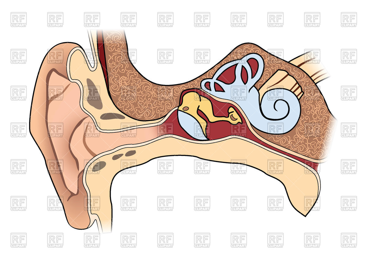 Human ear anatomy Stock Vector Image.