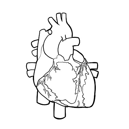 Human Heart Clipart.