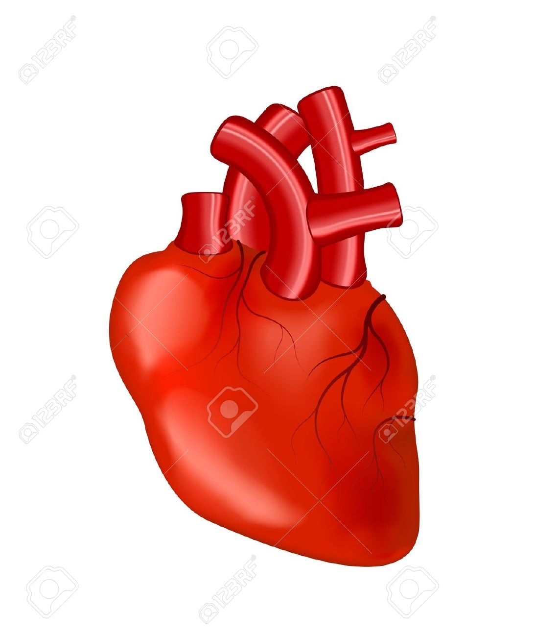 Real Human Heart Clipart.