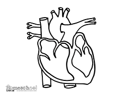 Human heart clipart black and white » Clipart Station.