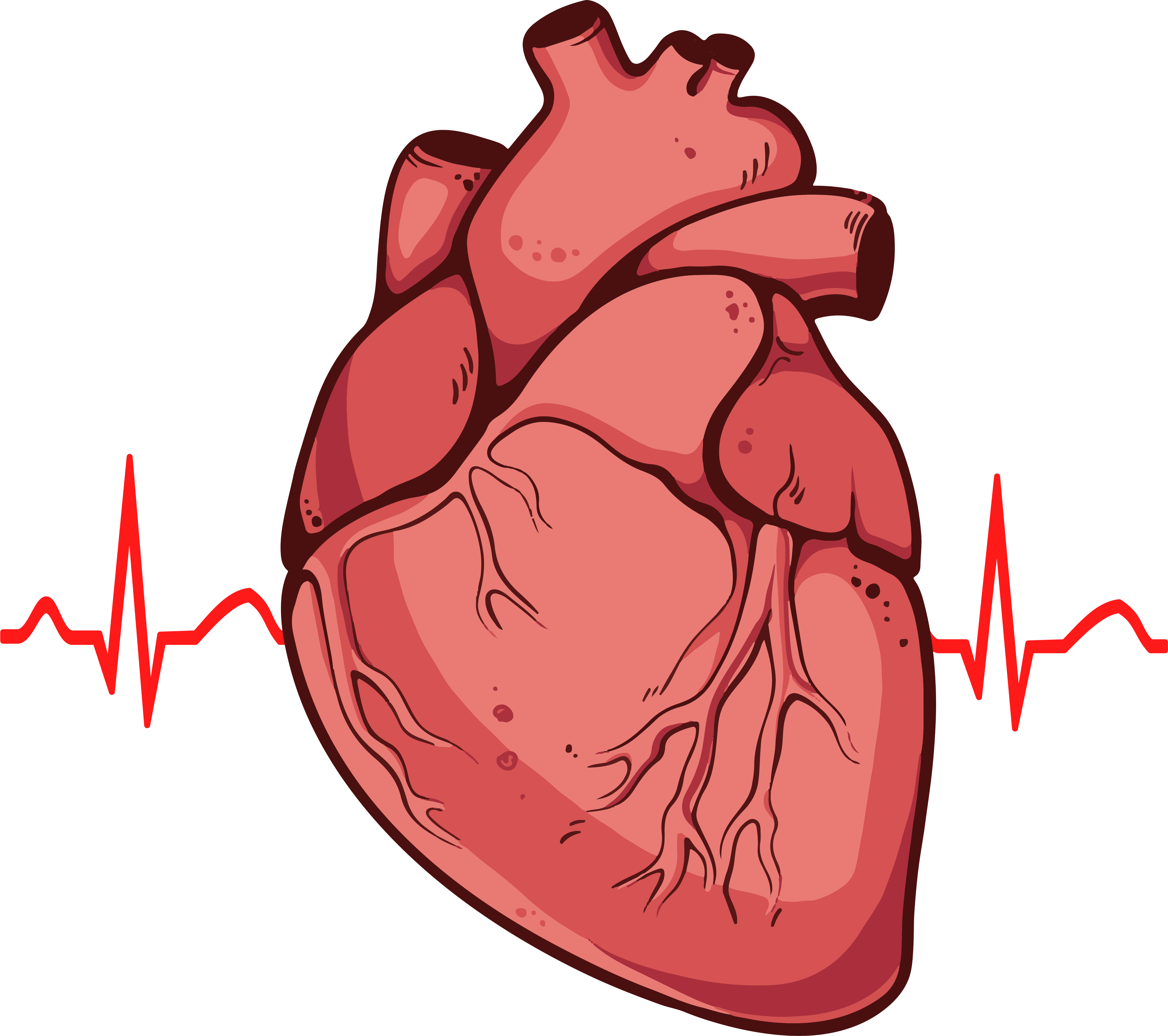 Download human heart clipart png 20 free Cliparts | Download images ...