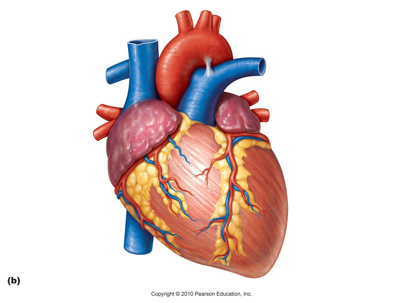 Real Pictures Of Human Heart Real Human Heart Clipart.