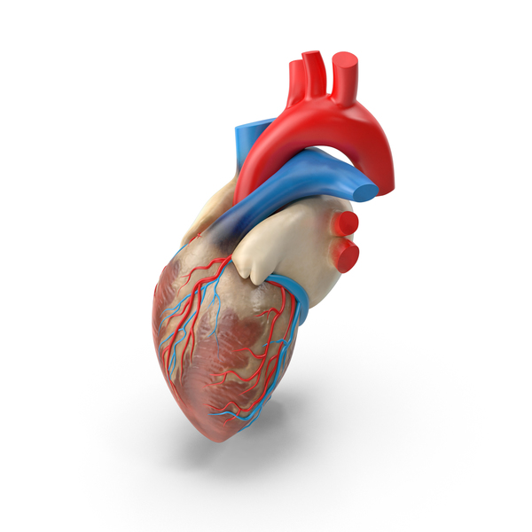 Human Heart PNG Images & PSDs for Download.